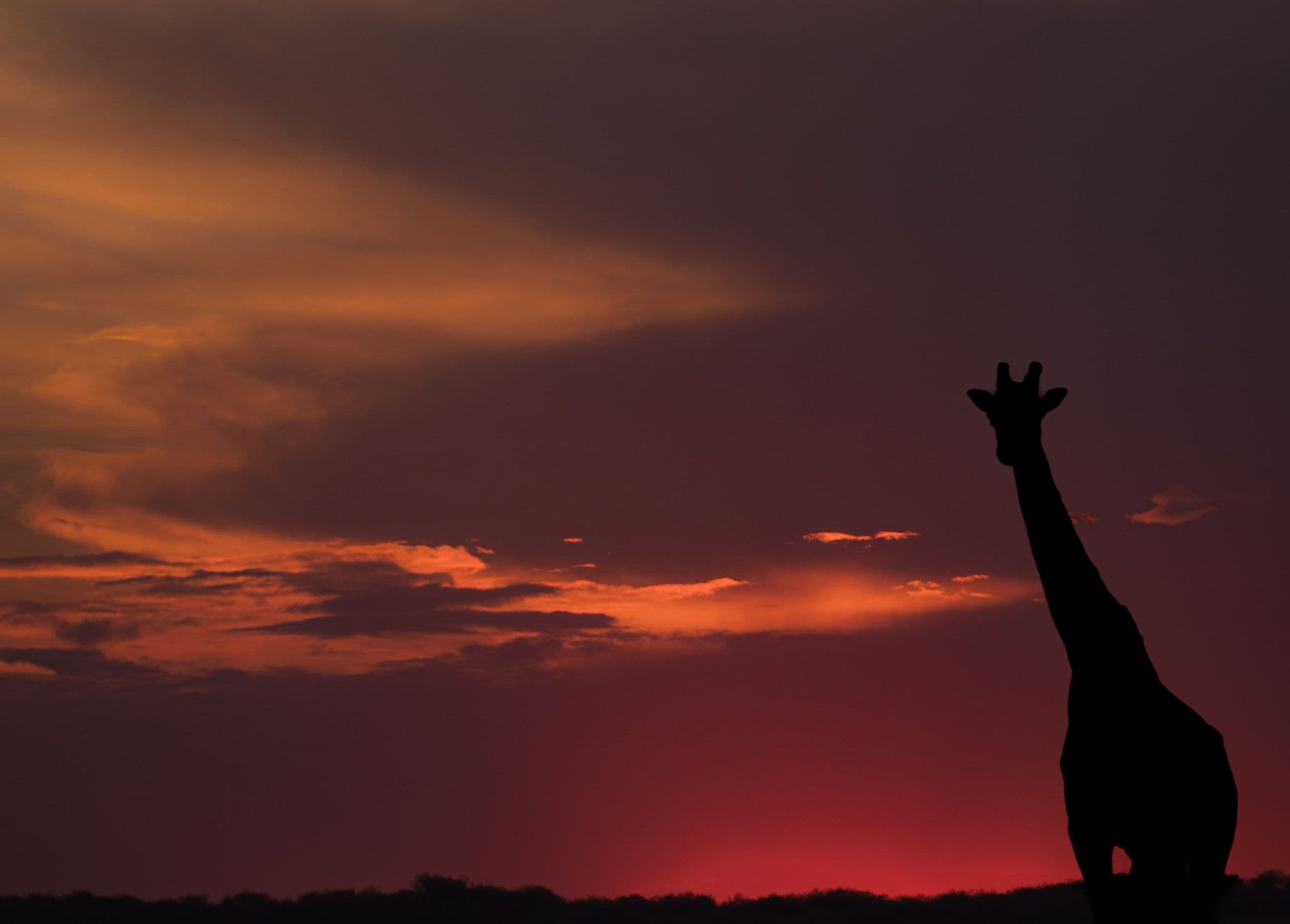 An eventful day at the heart of Mara Triangle with a Master Masai